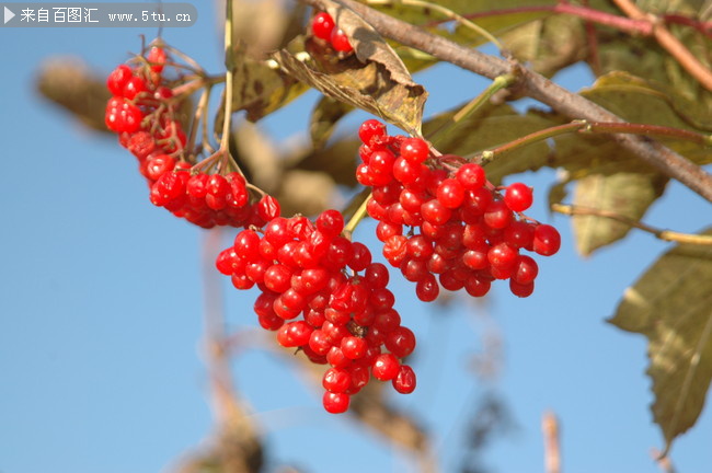 红色小野果摄影图片素材