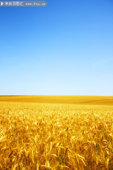金色麦穗图片素材