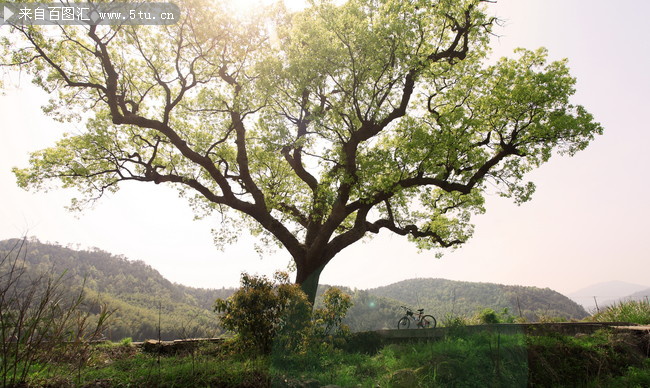 美丽的乡村古树图片 唯美乡村图片-高清图片-百图汇设计素材