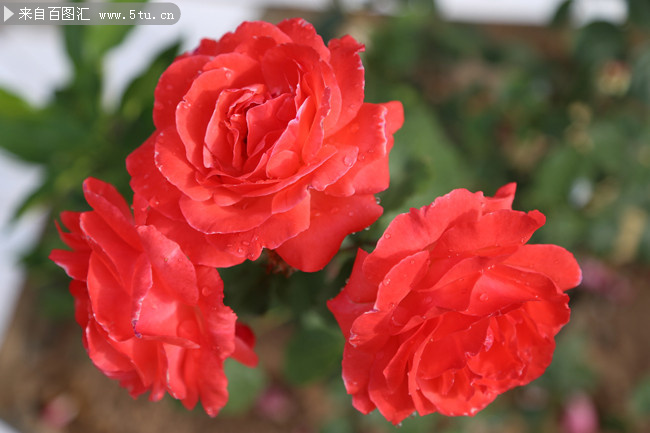 红色月季花