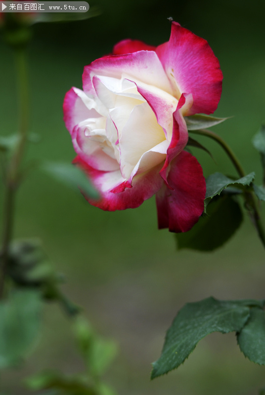 月季花摄影图片素材-高清图片-百图汇设计素材