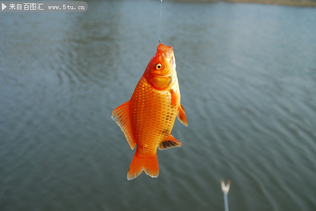 上钓的红鲫鱼图片素材