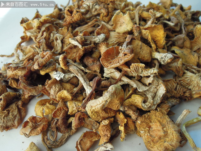 高清干蘑菇图片素材
