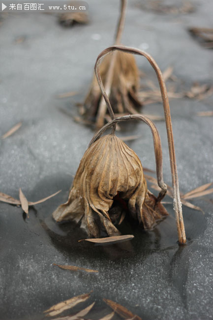 冰面枯败的荷叶