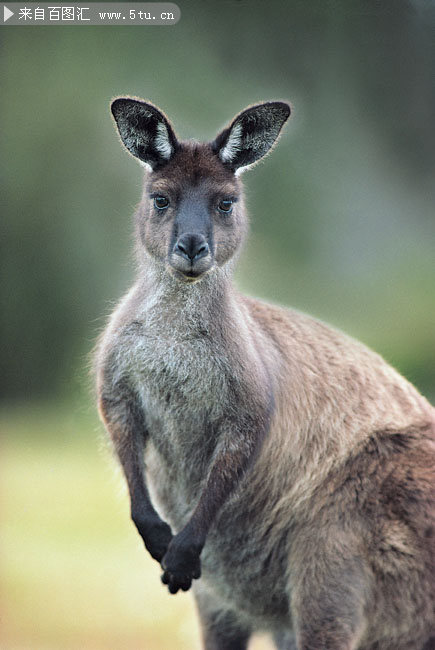 一只袋鼠高清图片素材