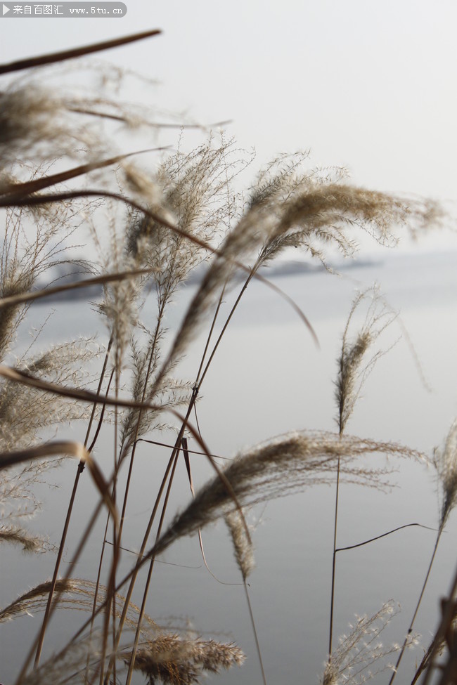 湖边芦苇-原创设计素材交易-百图汇设计素材