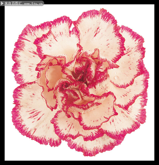 康乃馨花朵装饰画高清图片素材